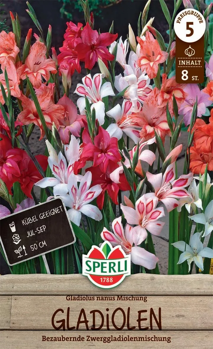 sperli-gladiole-nanus-mischung-blumenzwiebeln-zwerggladiolen-mix-mehrfarbig-ca-5 image 1