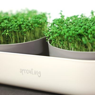 samen-maier-bio-sprossen-kresse-vorteilsmenge-microgreens image 6