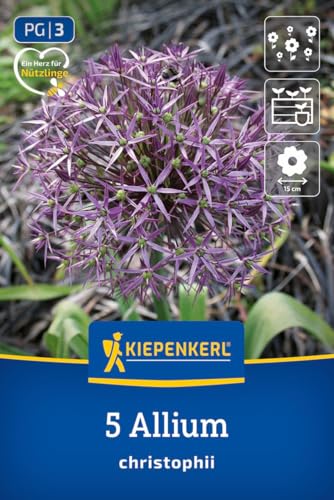 kiepenkerl-zierlauch-allium-christophii-2700006-blumenzwiebeln image 8