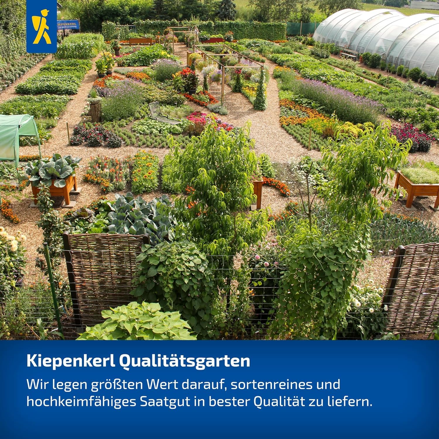 kiepenkerl-saatgut-set-g-rtnern-auf-augenh-he-4er-gem-sesaat-f-rs-hochbeet image 8