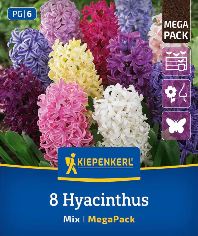 kiepenkerl-mega-pack-hyazinthen-mischung-blumenzwiebeln-duftend-20-cm image 1