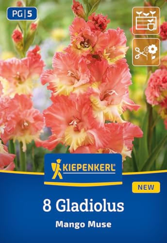kiepenkerl-gladiole-mango-muse-aprikotgelbe-gladiole-100-cm-f-r-schnitt image 7