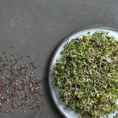 samen-maier-bio-power-sprossen-mix-microgreens-saatgut image 6