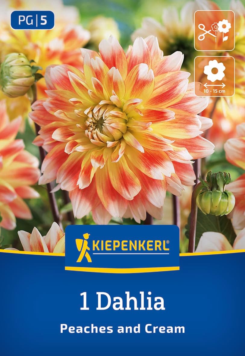 kiepenkerl-dekorative-dahlie-peaches-and-cream-blumenzwiebeln-gelb-rot image 1