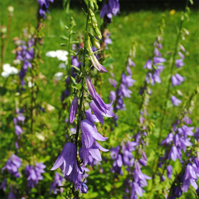 samen-maier-bio-acker-glockenblume-campanula-rapunculoides-im-topf image 4