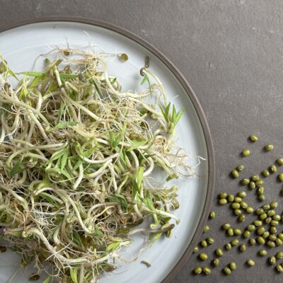 samen-maier-bio-sprossen-microgreens-mungbohne image 6