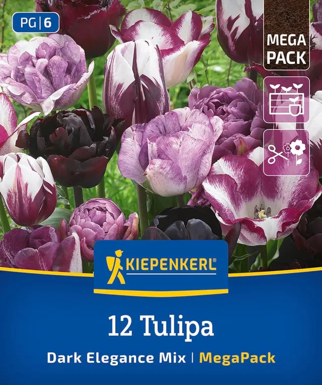 kiepenkerl-mega-pack-blumenzwiebelmischung-dark-elegance-mix-tulpenzwiebeln-lila image 1
