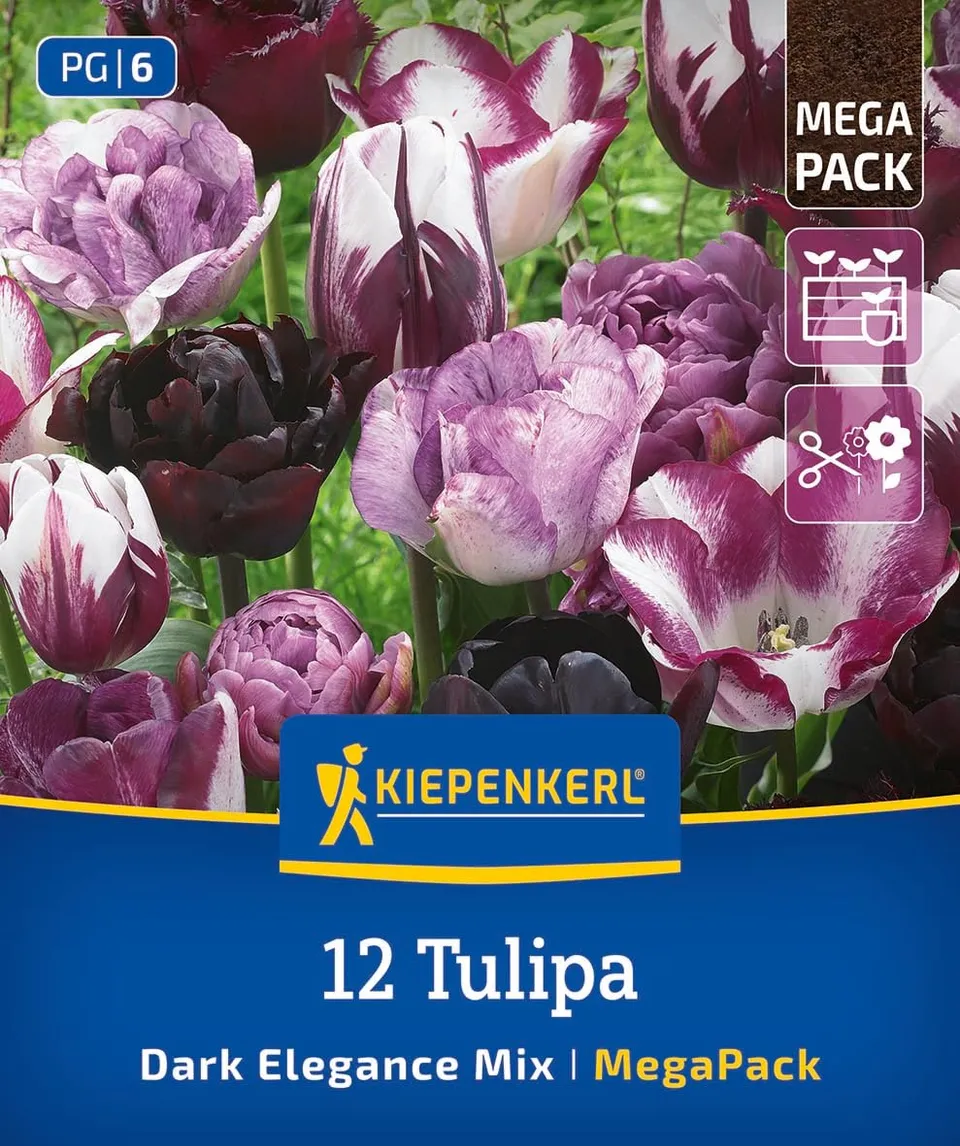 kiepenkerl-mega-pack-blumenzwiebelmischung-dark-elegance-mix-tulpenzwiebeln-lila image 1