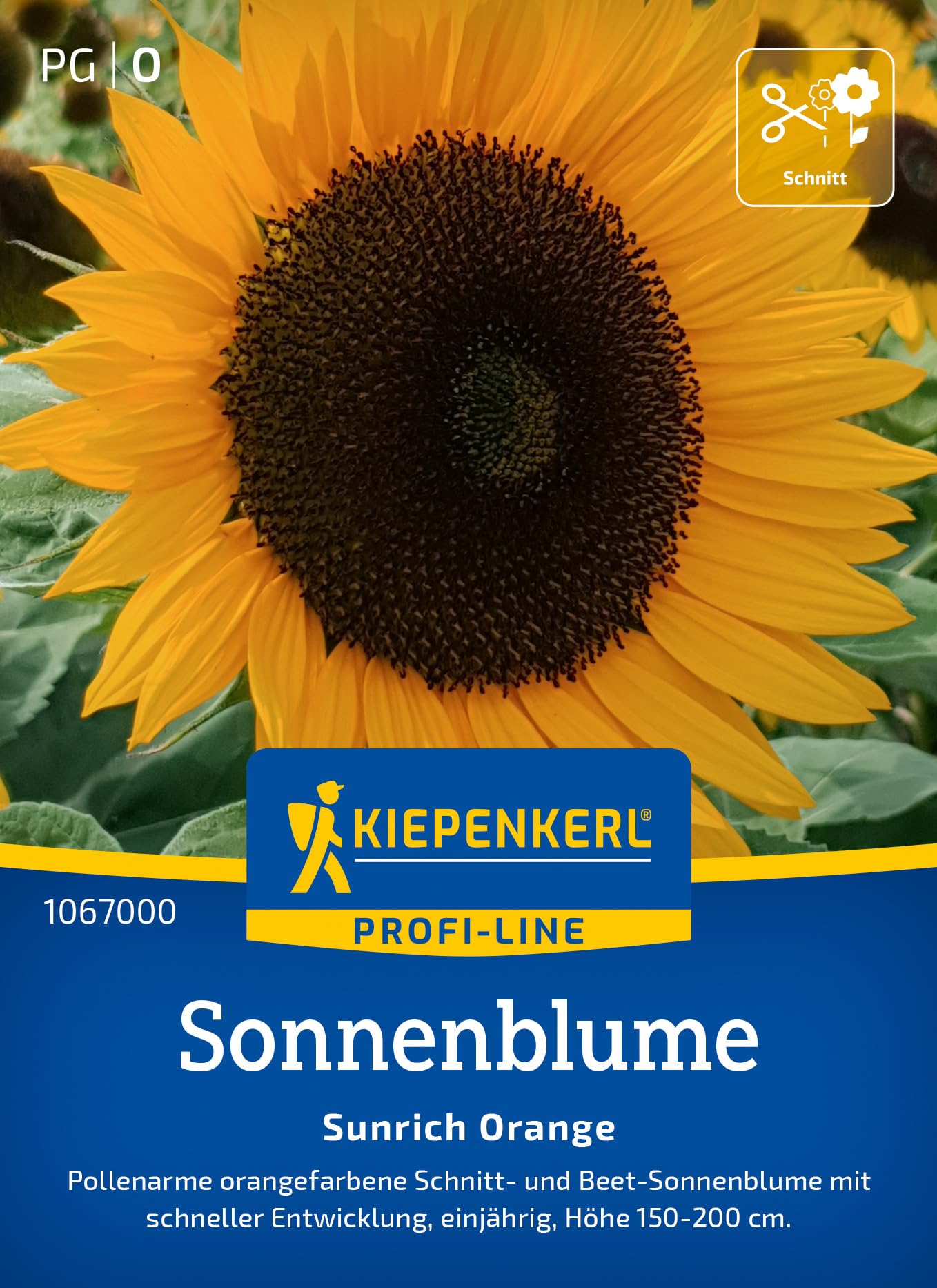 kiepenkerl-sonnenblumensamen-procut-white-nite-blumensaat image 7