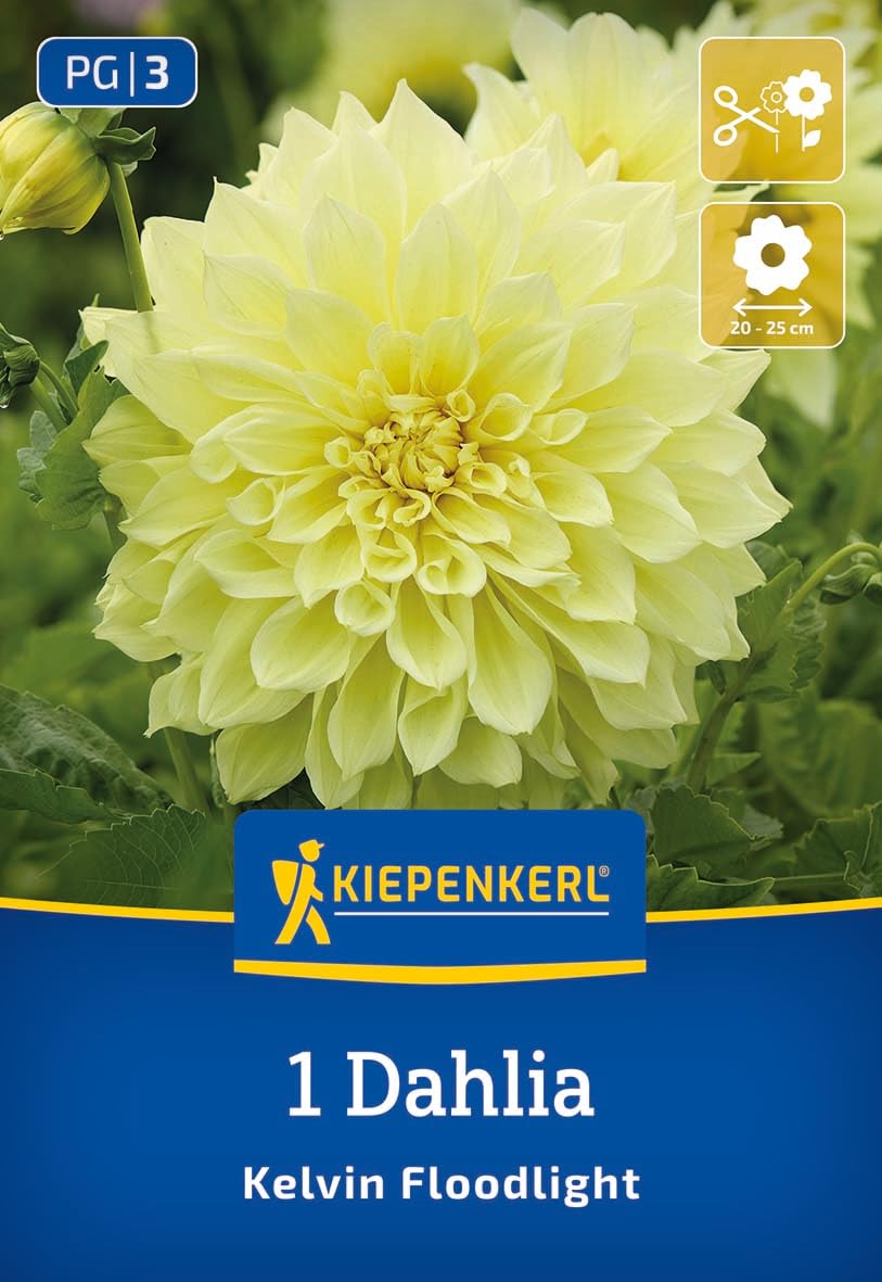 kiepenkerl-riesenbl-ten-dahlie-kelvin-floodlight-blumenzwiebeln image 1