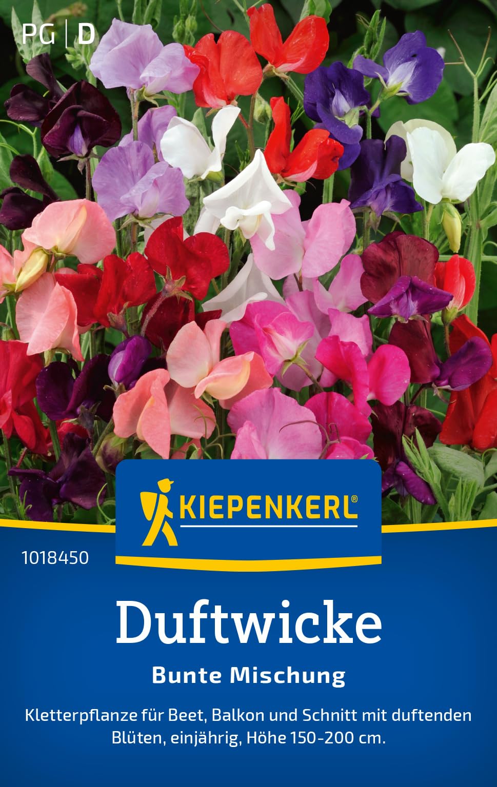 kiepenkerl-nachtviole-violette-matronenblume-1016100-blumensamen image 7