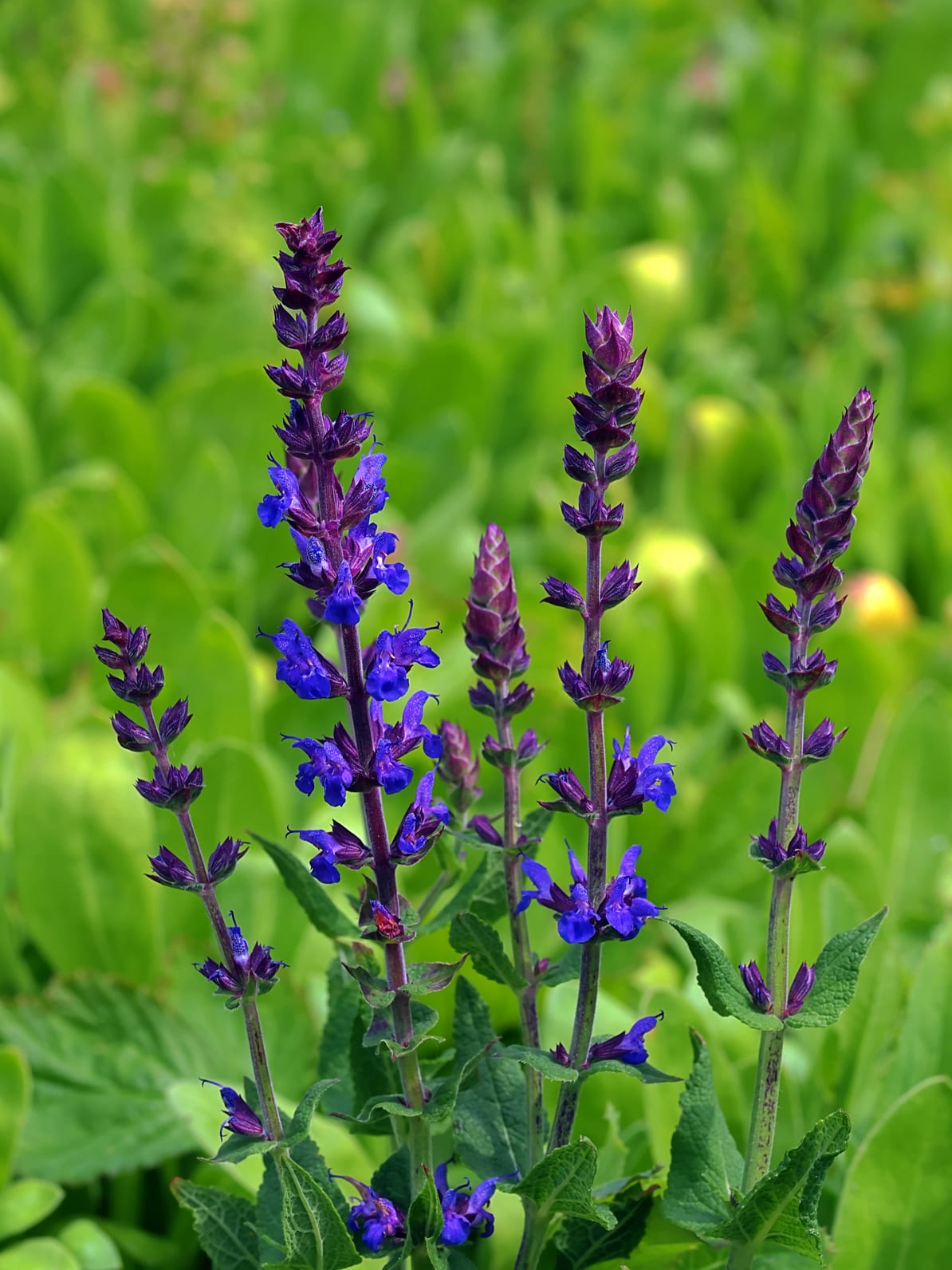 samen-maier-bio-steppen-salbei-salvia-nemorosa-im-topf image 2