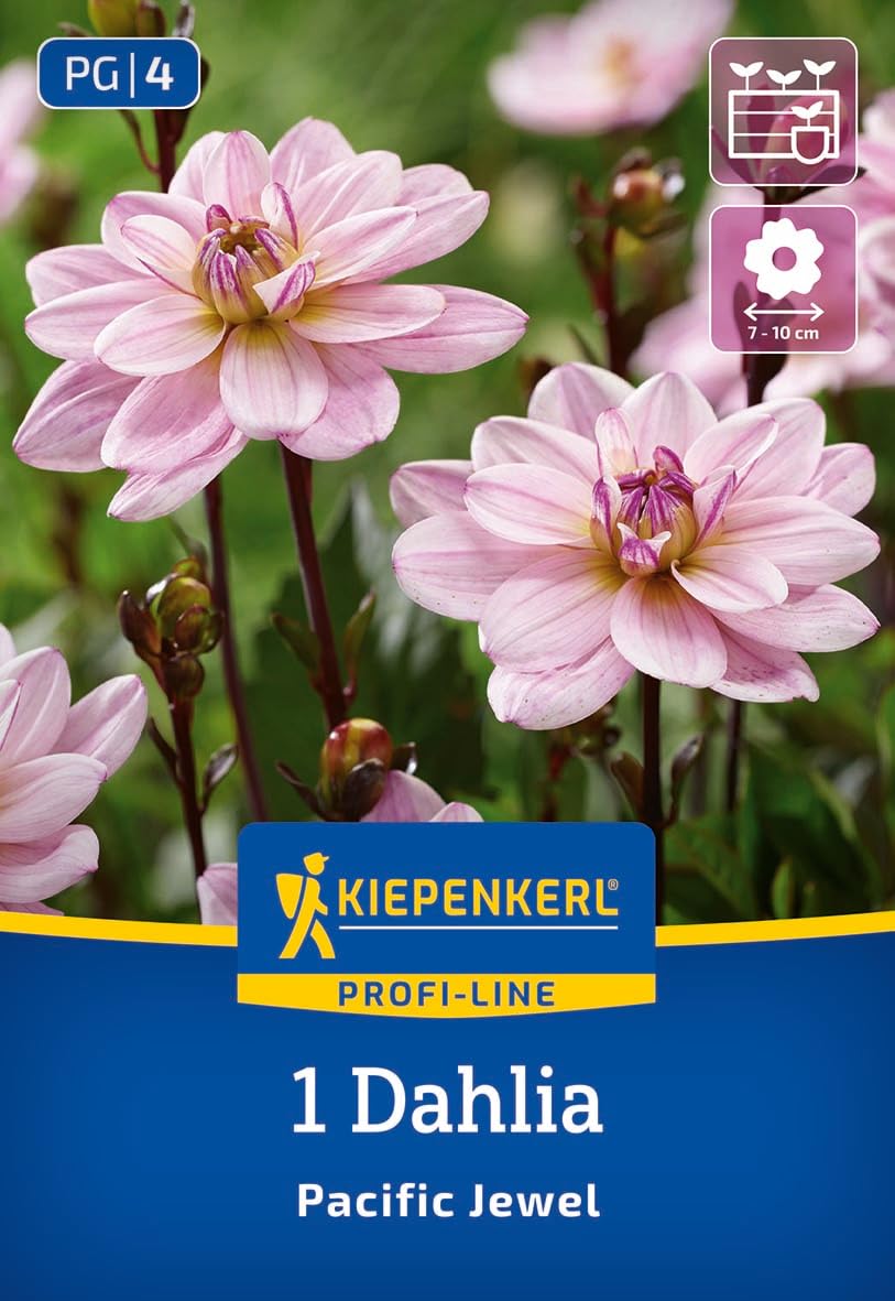 kiepenkerl-profi-line-dekorative-dahlie-pacific-jewel-3000059-blumenzwiebeln image 1
