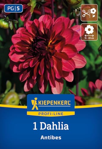 kiepenkerl-profi-line-dahlie-antibes-blumenzwiebeln-rotbraun-80-100-cm-15-cm-bl- image 7