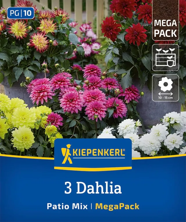 kiepenkerl-zwerg-dahlien-mischung-mega-pack-blumenzwiebeln-40-cm-bunt image 1