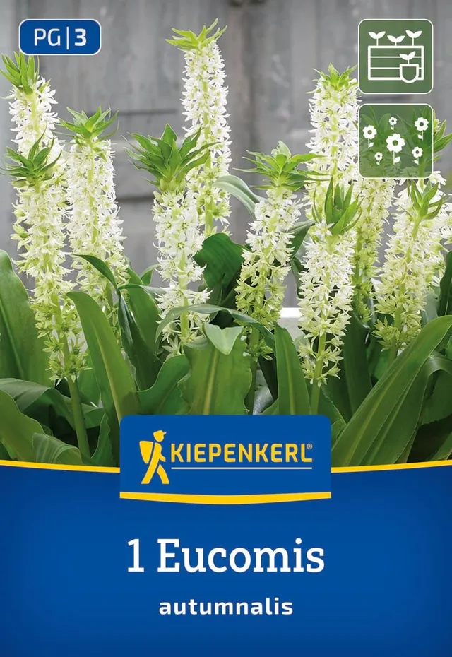 kiepenkerl-eucomis-autumnalis-3675008-blumenzwiebeln-schopflilie image 1