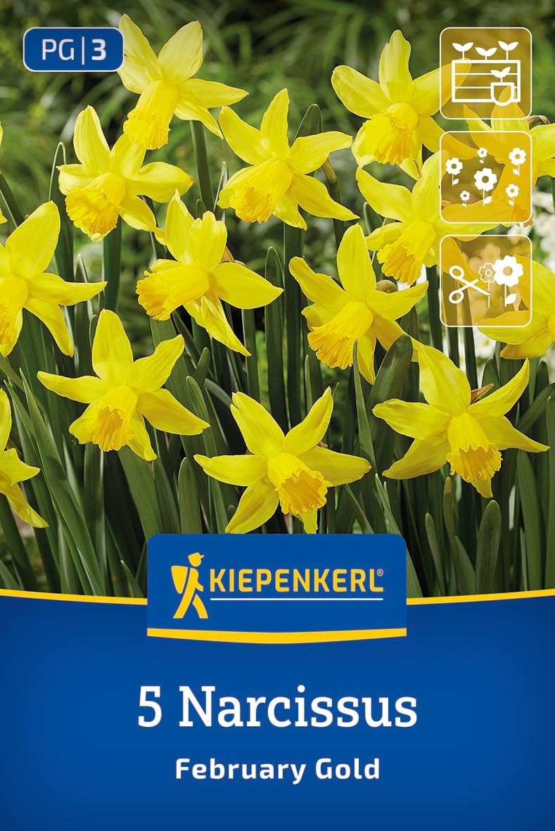 kiepenkerl-alpenveilchen-narzisse-february-gold-2450011-blumenzwiebeln image 1