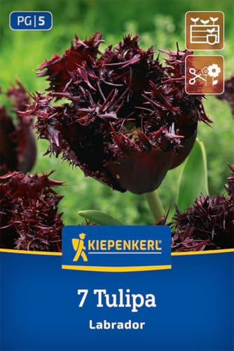 kiepenkerl-gefranste-tulpe-labrador-blumenzwiebeln image 7