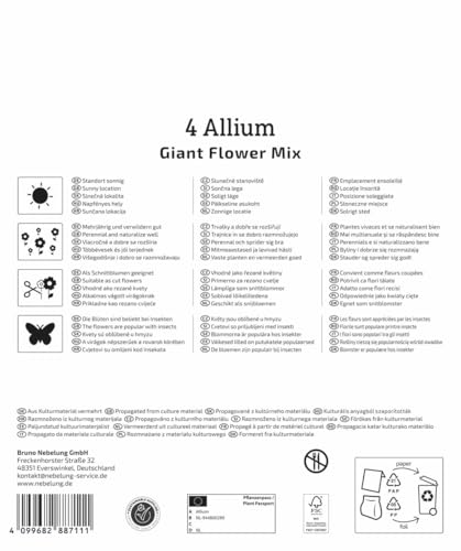 kiepenkerl-mega-pack-zierlauch-allium-mischung-blumenzwiebeln-4-sorten-winterhar image 7
