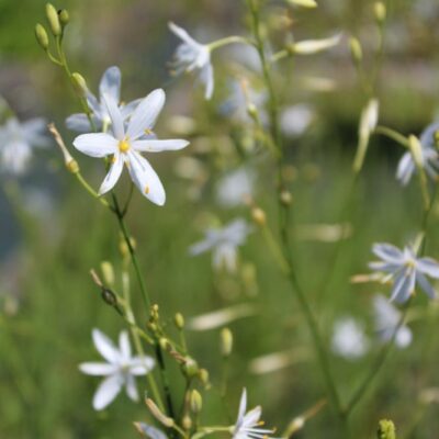 samen-maier-bio-stige-graslilie-anthericum-ramosum-topf image 6