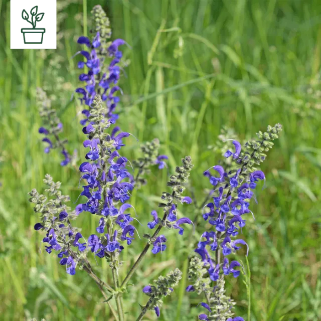 samen-maier-bio-wiesen-salbei-salvia-pratensis-im-topf image 1