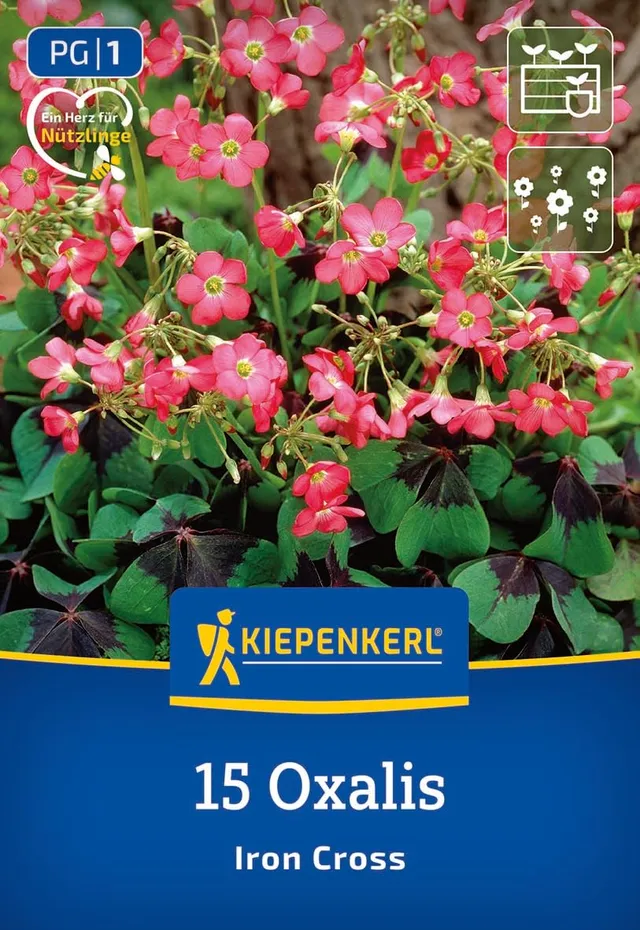 kiepenkerl-gl-cksklee-iron-cross-3675012-blumenzwiebeln image 1