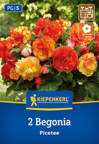 kiepenkerl-knollenbegonie-picotee-blumenzwiebeln-orange-mit-rotem-rand image 7