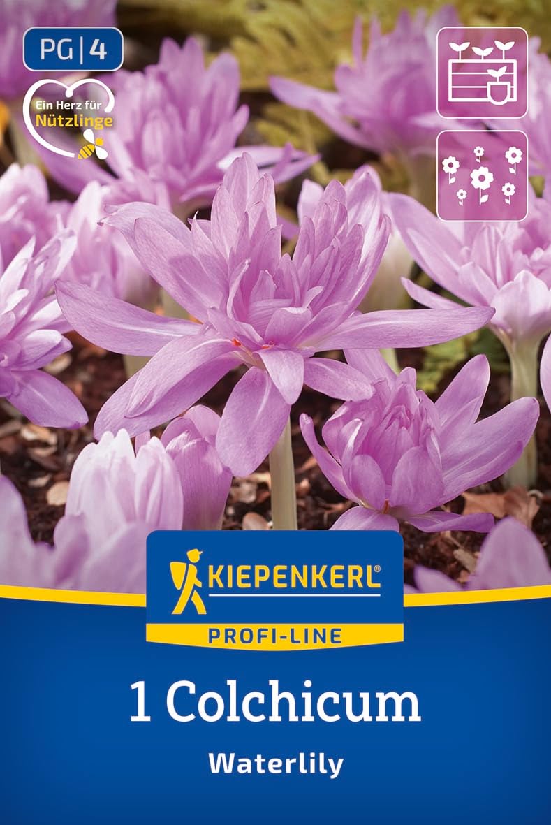kiepenkerl-profi-line-herbstzeitlose-waterlily-blumenzwiebeln-gef-llt-rosa image 1
