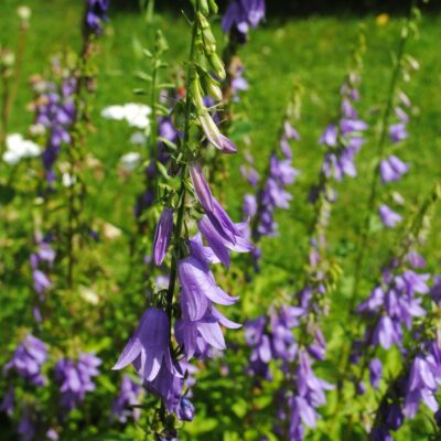 samen-maier-bio-wildblumen-acker-glockenblume-saatgut image 6