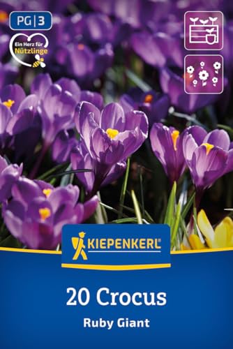 kiepenkerl-wildkrokus-ruby-giant-blumenzwiebeln-lila-7-8-cm image 8