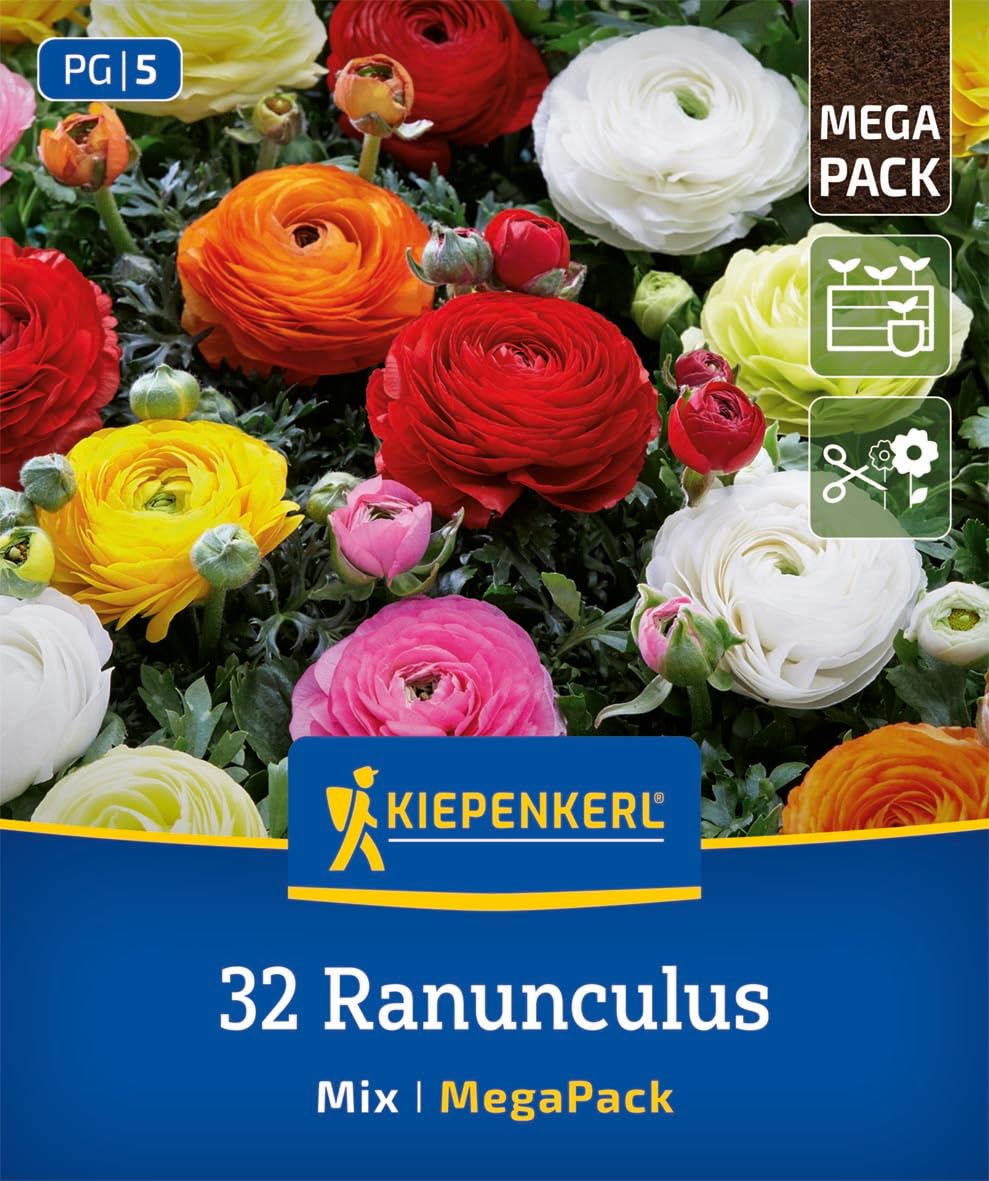 kiepenkerl-mega-pack-ranunkeln-mischung-aviv-mix-2875047-blumenzwiebeln image 1
