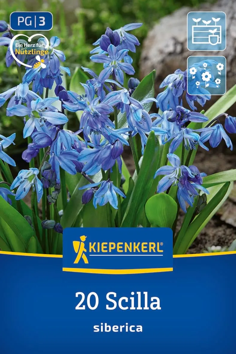 kiepenkerl-sibirisches-blausternchen-blumenzwiebeln-chionodoxa-blau-15-cm-verwil image 1