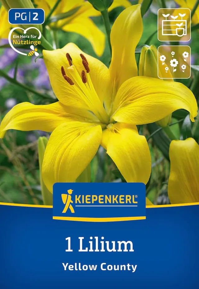 kiepenkerl-asiatische-lilie-yellow-county-gelbe-lilie-95-cm image 1