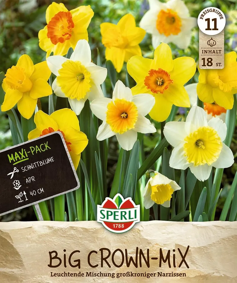 sperli-maxi-narzissen-gro-kronige-mischung-20-zwiebeln-wei-gelb-orange-40-cm-apr image 1