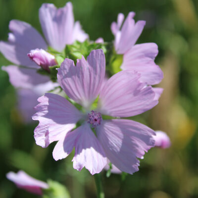 samen-maier-bio-rosenmalve-malva-alcea-im-topf-wildblume image 4
