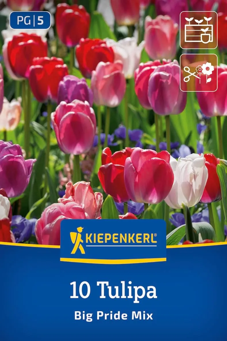 kiepenkerl-darwin-hybrid-tulpen-big-pride-mix-tulpenzwiebeln-rosa-violett-aprico image 1