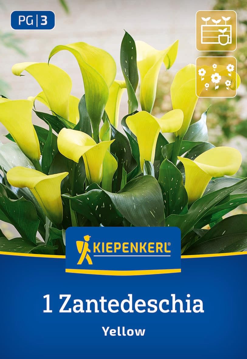 kiepenkerl-calla-gelb-3650001-blumenzwiebeln-zantedeschia-f-r-k-bel-und-beet image 1