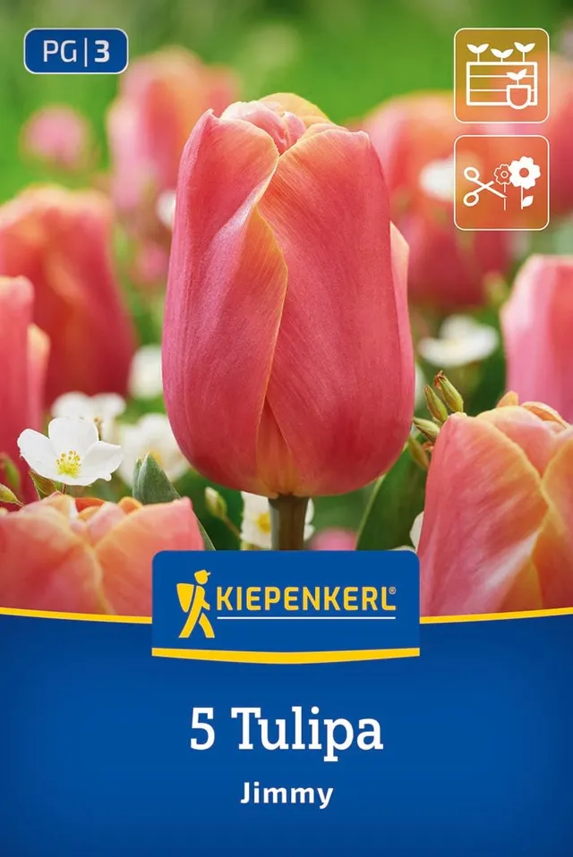 kiepenkerl-triumph-tulpe-jimmy-tulpenzwiebeln-orange-35-cm-schnittfest image 1