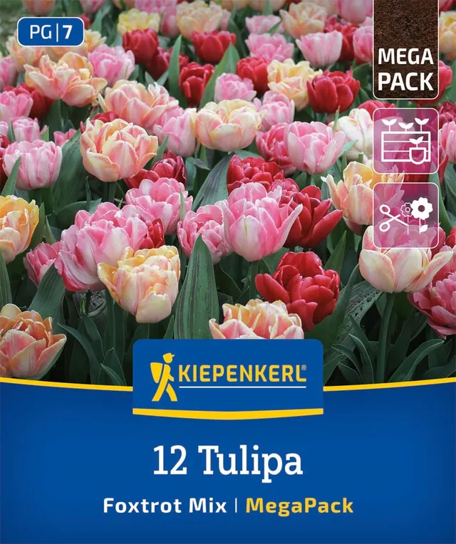 kiepenkerl-mega-pack-gef-llte-fr-he-tulpen-foxtrot-mischung-2875005-35-cm-f-r-be image 1