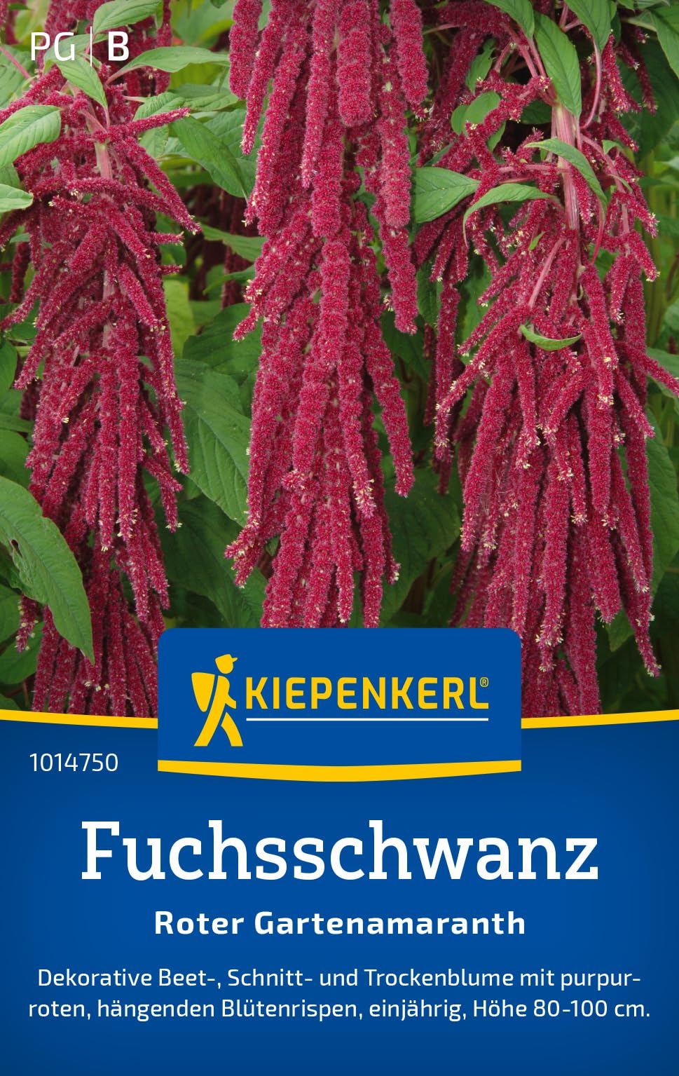 kiepenkerl-nachtviole-violette-matronenblume-1016100-blumensamen image 8