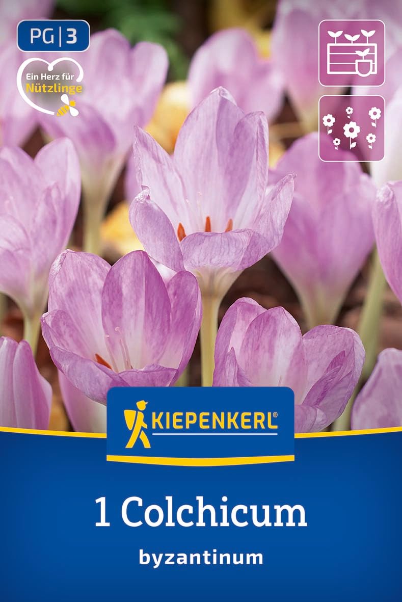 kiepenkerl-herbstzeitlose-2650012-blumenzwiebeln-lila-15-cm-mehrj-hrig-winterhar image 1
