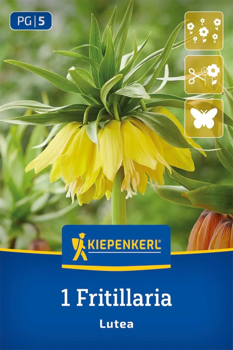 kiepenkerl-kaiserkrone-lutea-blumenzwiebeln-gelb-80-cm-winterhart-mehrj-hrig image 1