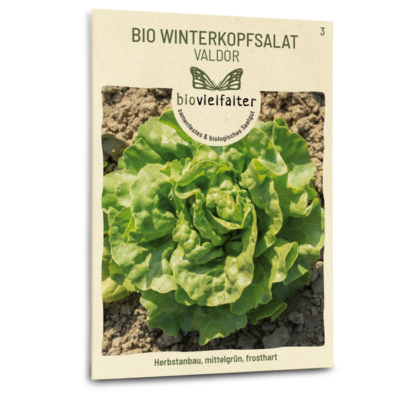 samen-maier-bio-winterkopfsalat-valdor-wintersalat-samen image 3