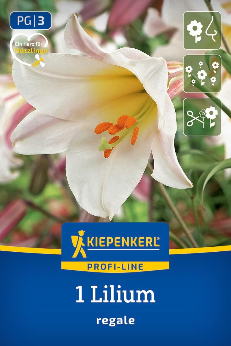 kiepenkerl-profi-line-trompetenlilie-lilium-regale-blumenzwiebeln-120-cm-juni-ju image 1