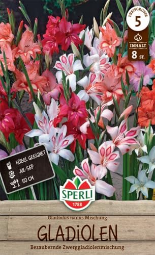 sperli-gladiole-nanus-mischung-blumenzwiebeln-zwerggladiolen-mix-mehrfarbig-ca-5 image 3
