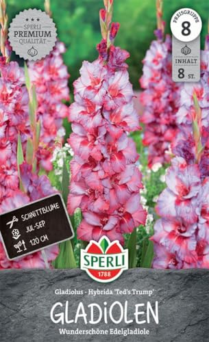 sperli-gladiole-ted-s-trump-262018-90-110-cm-schnittblume image 3