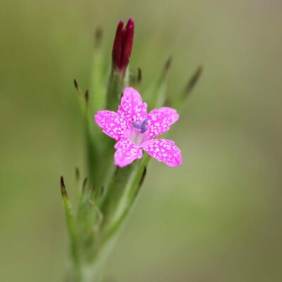 samen-maier-bio-b-schel-nelke-dianthus-armeria-im-topf image 4