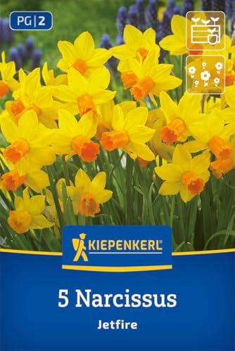kiepenkerl-alpenveilchen-narzisse-jetfire-2450012-blumenzwiebeln-gelb-rot-25-cm image 6