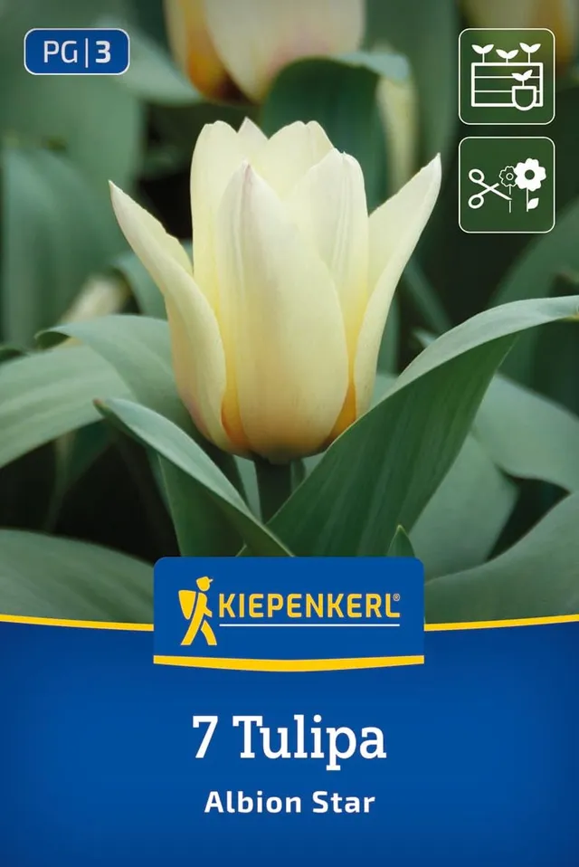 kiepenkerl-greigii-tulpe-albion-star-blumenzwiebeln-cremewei-mit-rosa-20-cm-apri image 1