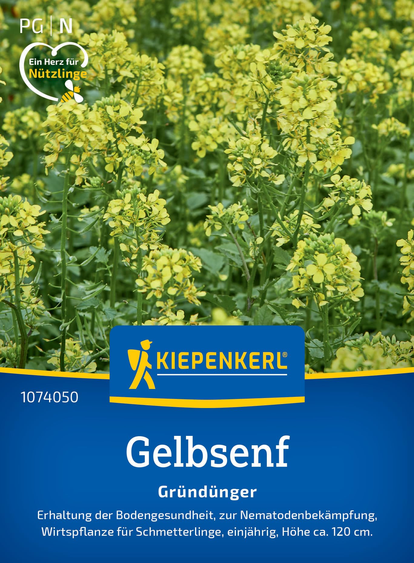 kiepenkerl-phaceliasamen-bienenfreund-1074350-gr-nd-ngungssaat image 5